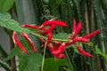 Red flowers of Erythrina Ãâ bidwillii Royalty Free Stock Photo